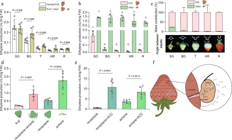 Rethinking ripening: Ethylene's expanded role in strawberry fruit development and maturation
