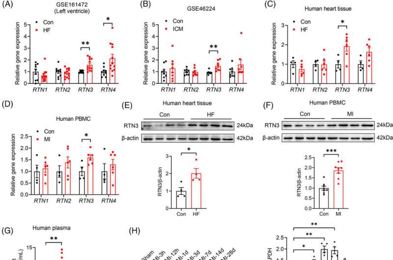 Reticulon 3 deficiency ameliorates post-myocardial infarction heart failure by alleviating mitochondrial dysfunction
