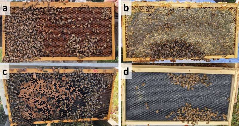 Reusing failed bee colony resources may curb rearing of queens