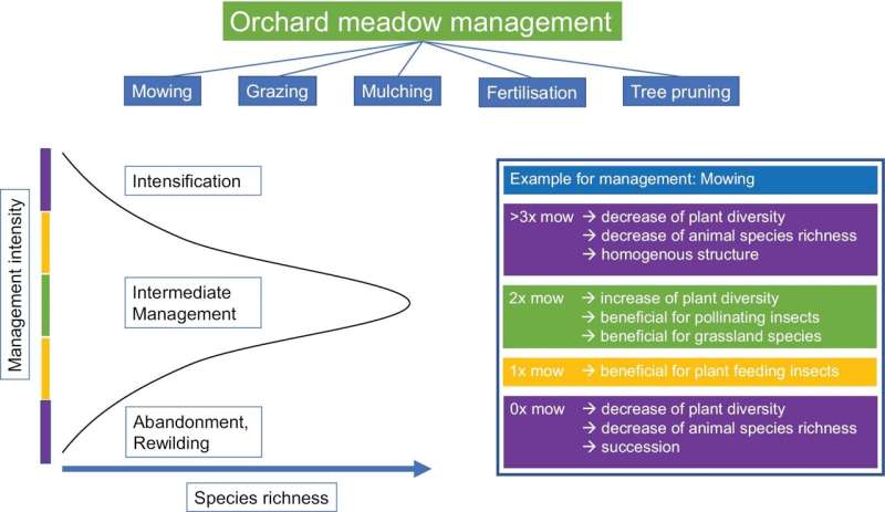 Reviving Europe's orchard meadows: researchers call for action