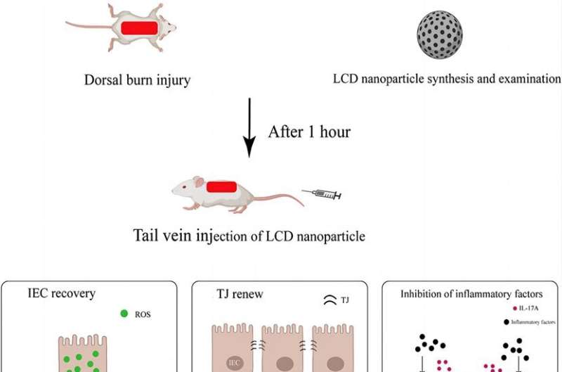 Revolutionary nanoparticle therapy offers new hope for burn victims