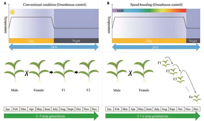 Revolutionizing agriculture: Harnessing speed breeding and model optimization for sustainable crop development