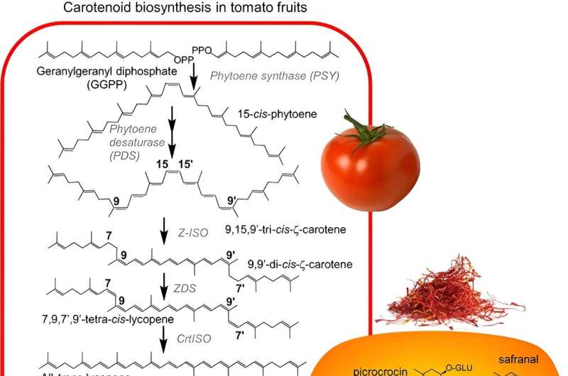 Revolutionizing agriculture and health: Engineering tomatoes for high-yield saffron apocarotenoid production