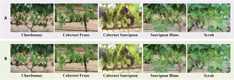 Revolutionizing grape yield predictions: the rise of semi-supervised berry counting with CDMENet