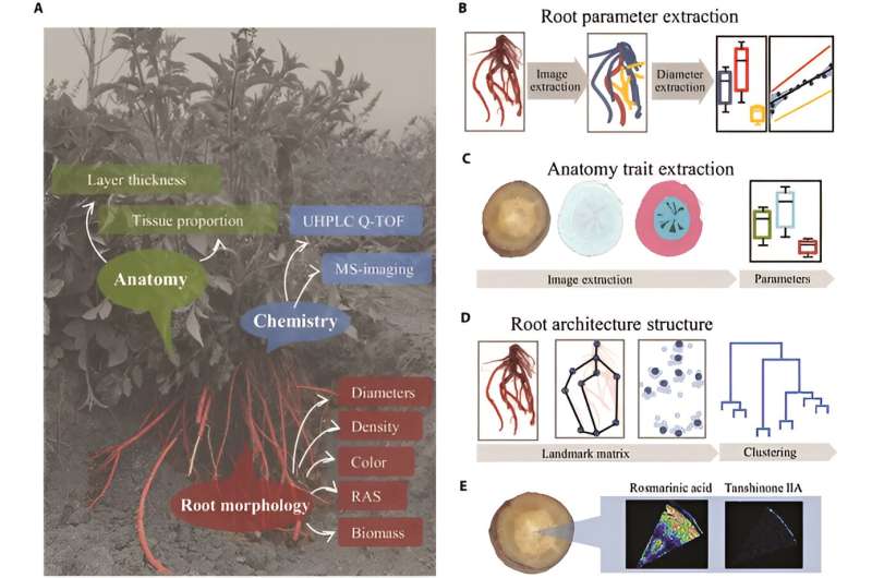 Revolutionizing medicinal plant breeding: A multi-dimensional phenotyping approach unveils key insights into salvia miltiorrhiza roots