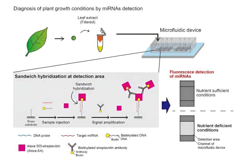 Revolutionizing plant health diagnostics: The dawn of microfluidic devices for rapid miRNA detection