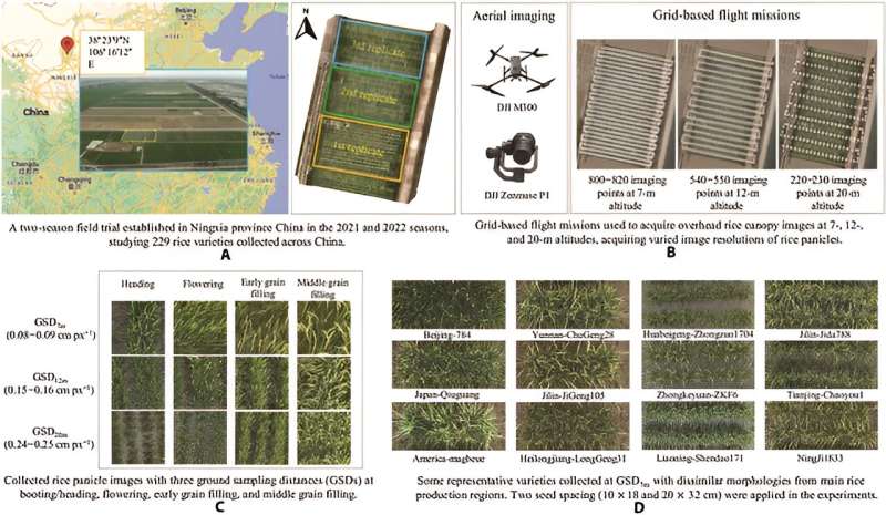 Revolutionizing rice cultivation: Panicle-Cloud's AI-driven approach to enhancing yield prediction and selection