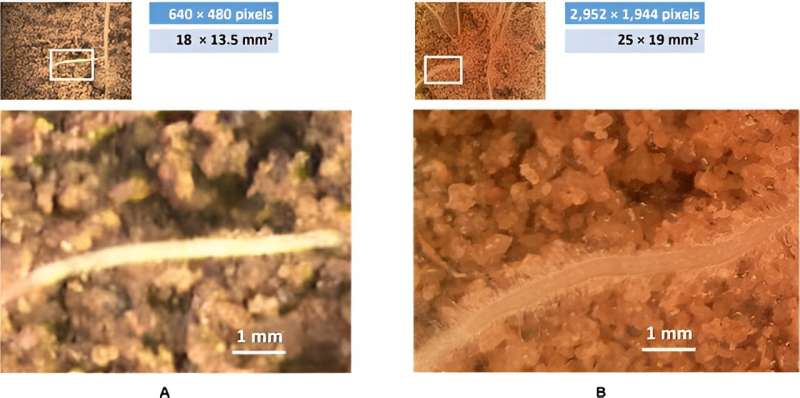 Revolutionizing root phenotyping: Automated total root length estimation from in situ images without segmentation