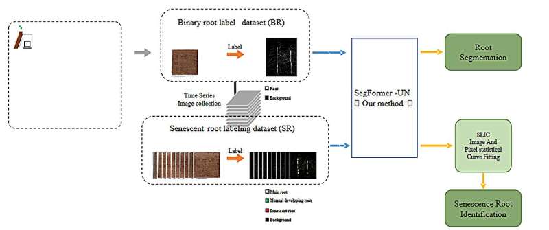 Revolutionizing root senescence recognition with SegFormer-UN: A leap forward in plant health monitoring
