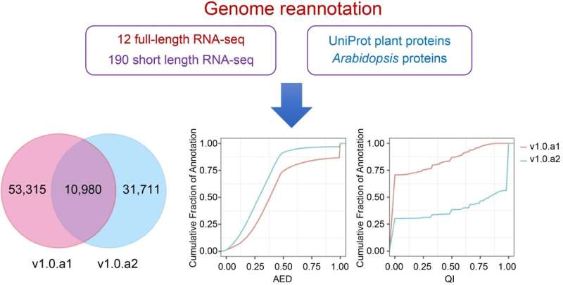 Revolutionizing Sweetpotato Genetics: A Comprehensive Update to the 'Taizhong 6' Genome Annotation