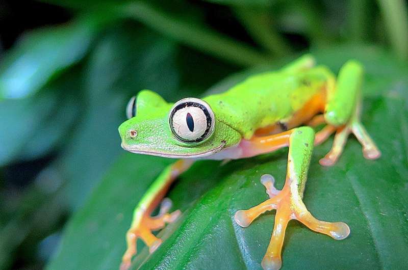 Rewilding amphibians: Protecting endangered species to restore ecosystems