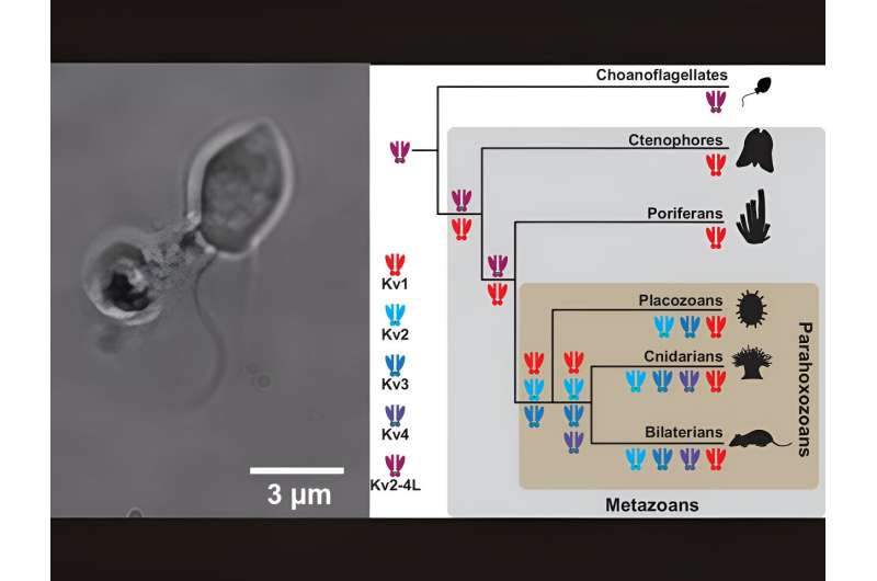 Rewriting the evolutionary history of critical components of the nervous system