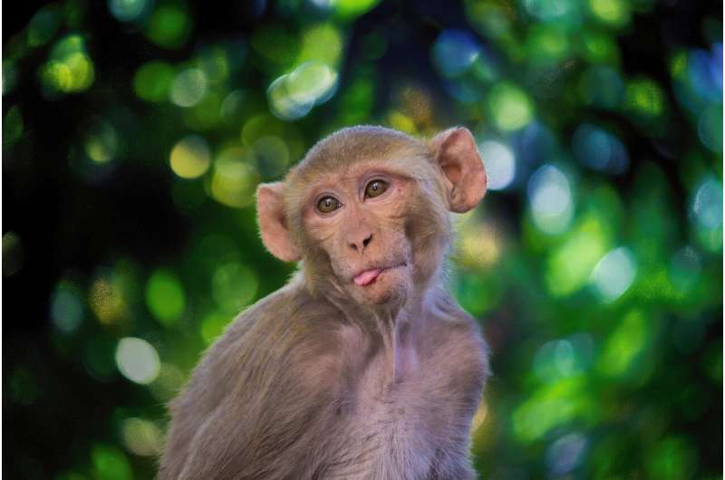 Rhesus monkey