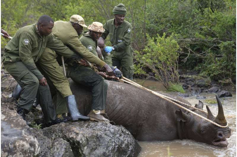 Rhinos are returned to a plateau in central Kenya, decades after poachers wiped them out