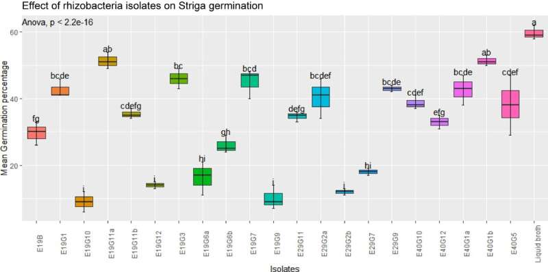 Rhizobacteria identified to combat Striga and boost sorghum yields in Ethiopia