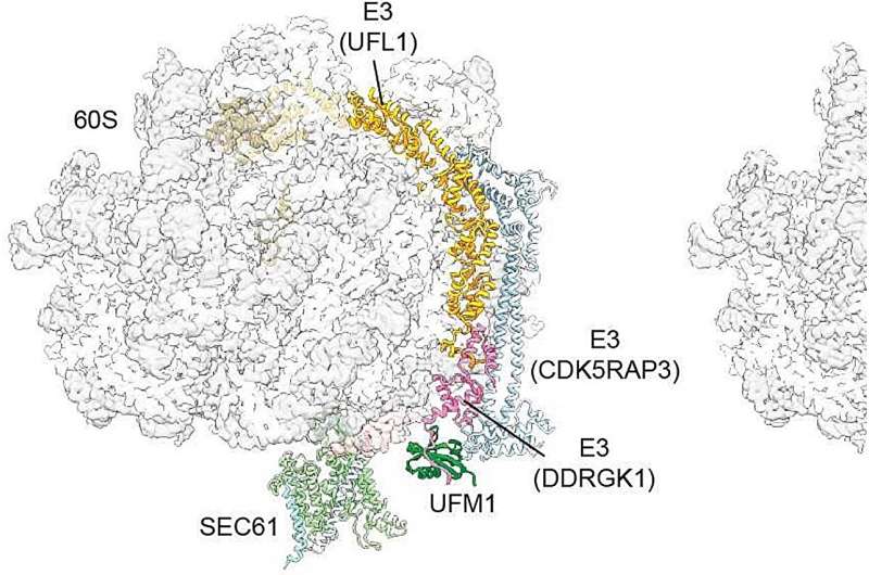 Ribosomes: molecular wedge assists recycling 
