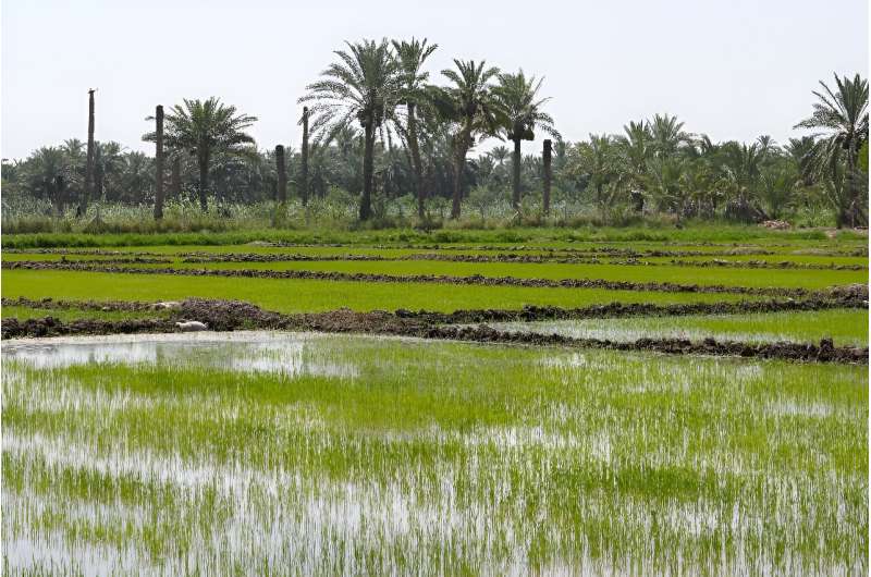 Rice is a staple of the Iraqi diet but drought and declining rainfall have strangled local production
