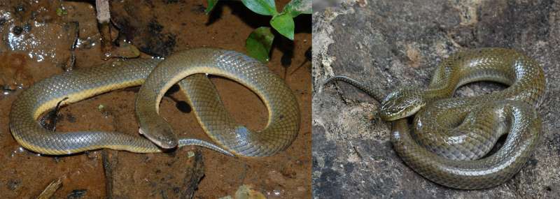 Rice paddy snake diversification was driven by geological and environmental factors in Thailand, molecular data suggests