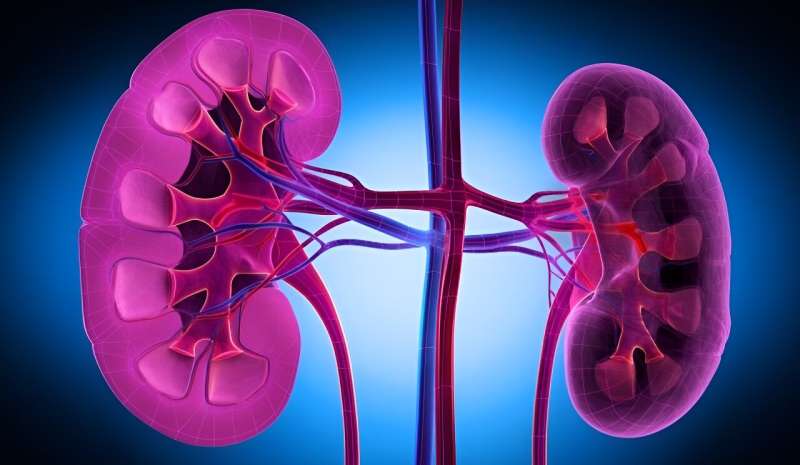 Risk prediction model accurate for chronic kidney disease