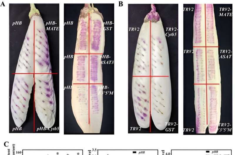 RNA-sequencing analysis reveals key genes behind eggplant peel variation