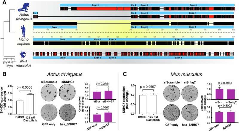 Role of long noncoding RNAs in skin provides important insights for evolution