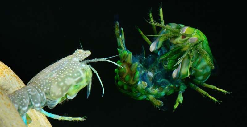 Rolling with the punches: How mantis shrimp defend against high-speed strikes