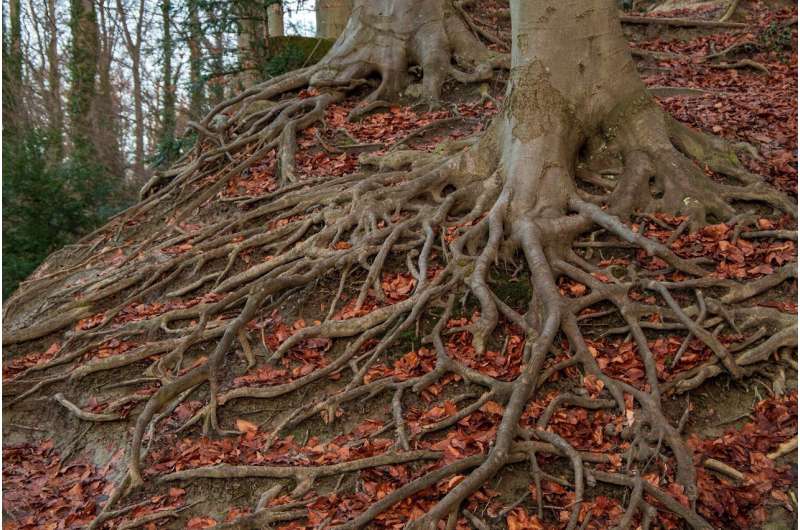 Study unearths survival strategies of root systems