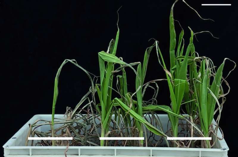 Roots are a key to drought-tolerant maize