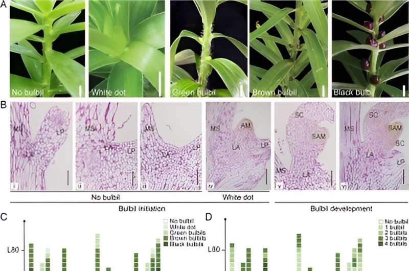 Roots of abundance: Unraveling the auxin-sucrose nexus in Lily bulbil formation
