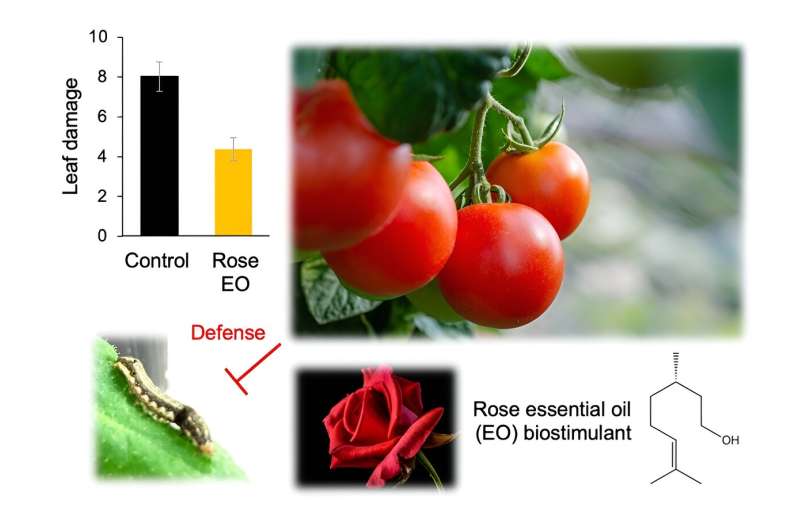 Rose essential oil: A safe pesticide for organic agriculture