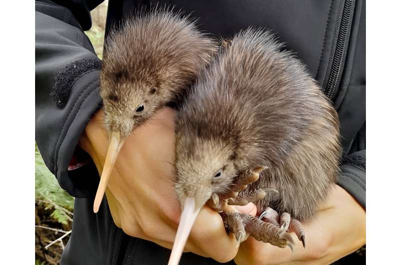 Roughly 26,000 brown kiwi, once classified as &quot;nationally vulnerable&quot;, now live in the wild across New Zealand