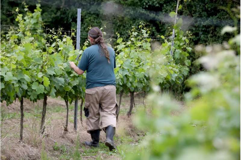 Las hileras de vides se plantan muy separadas para maximizar la luz solar que llega a las uvas.