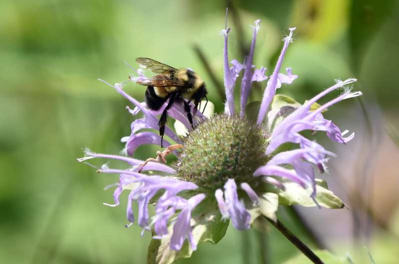 La lucha por la supervivencia del abejorro con parches oxidados se encuentra en sus genes