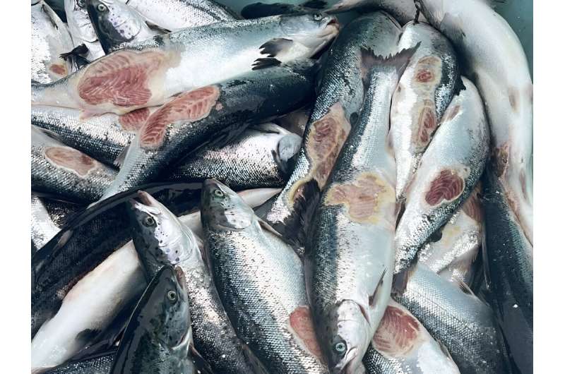 Salmones como estos están muriendo prematuramente en las piscifactorías de Noruega