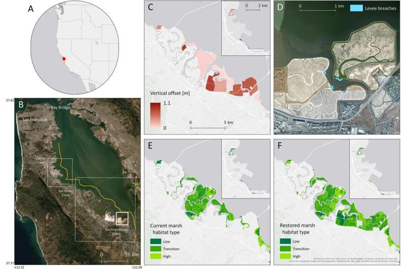 Salt marsh restoration as a crucial tool in flood risk reduction and climate resilience in the San Francisco Bay