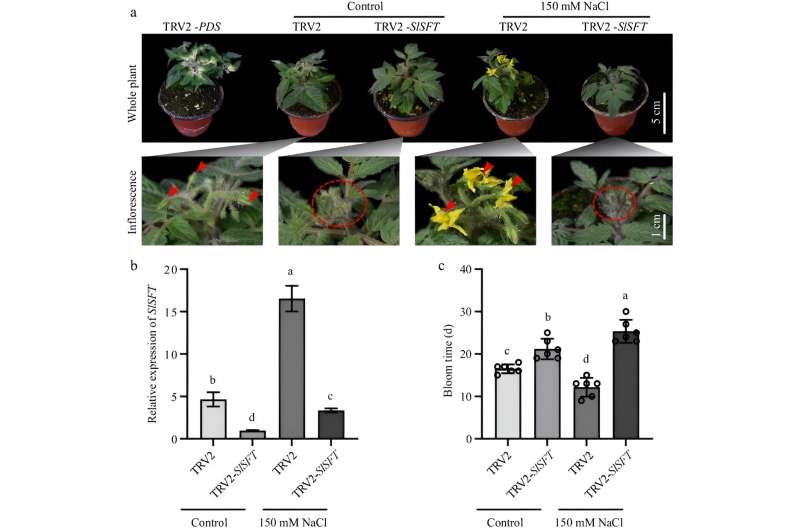 Salt stress induces SFT expression, promotes early flowering and inhibits floral organ development by disturbing cell cycle in tomato