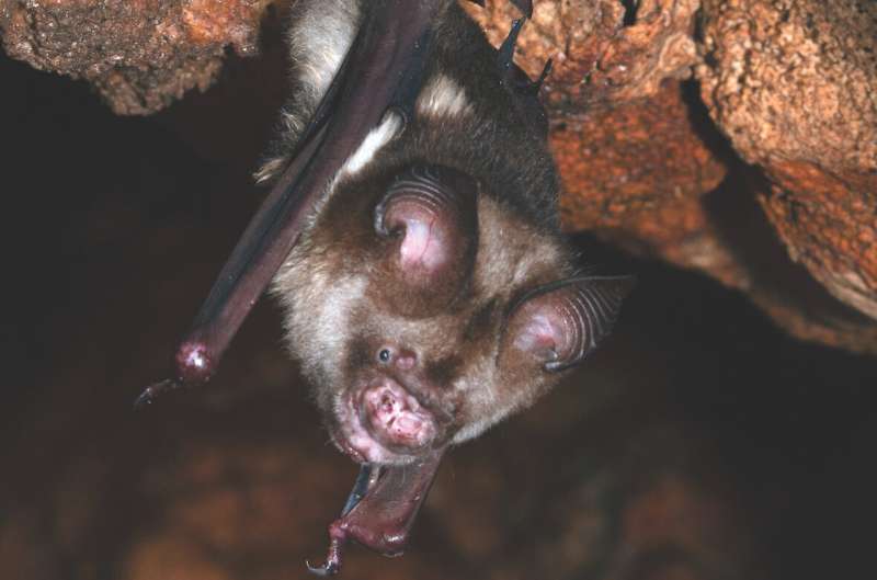 Same species, different sizes: rare evolution in action spotted in island bats