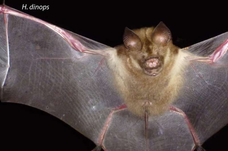 Same species, different sizes: rare evolution in action spotted in island bats