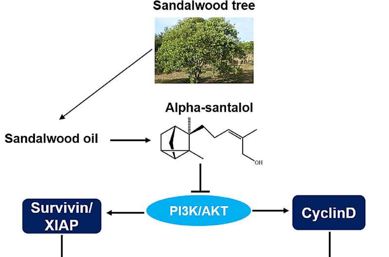 Sandalwood oil by-product prevents prostate cancer development in mice