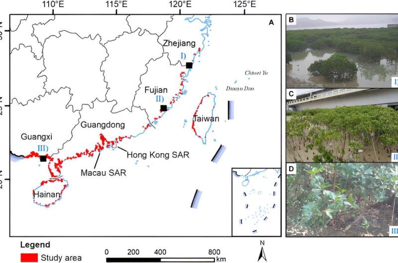 Satellite maps boost mangrove conservation in china