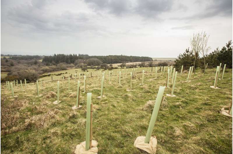 Saturated soils could impact survival of young trees planted to address climate change