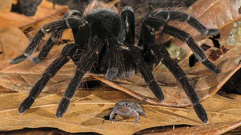 Saturday Citations: Tarantulas and their homies; how mosquitoes find you; black holes not mysterious at all