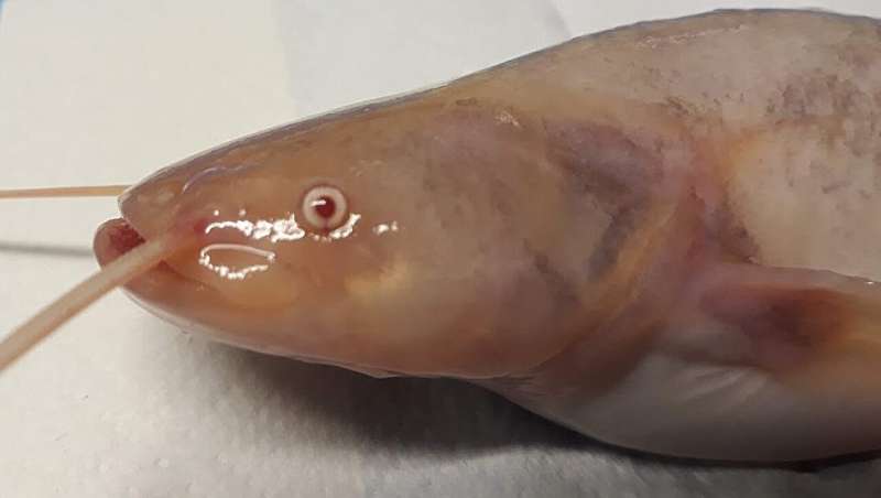 Scientist identify candidate genes associated with albinism in Wels catfish