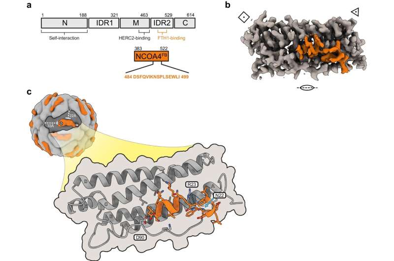 Scientist uses state-of-the-art microscopy to discover drug candidates for cancer