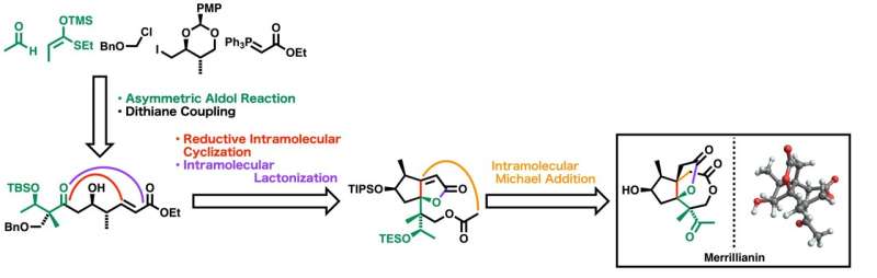 Scientists achieve first total synthesis of potentially anti-rheumatic sesquiterpene merillianin