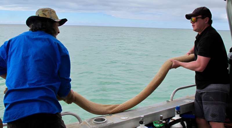 Scientists and rangers share knowledge to restore seagrass