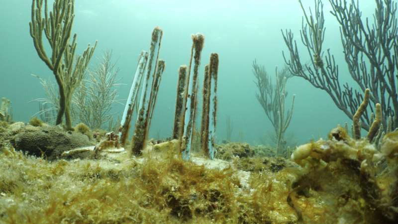 Scientists are grasping at straws while trying to protect infant corals from hungry fish