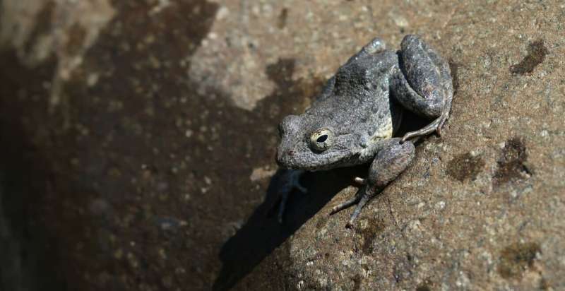 Scientists assemble a richer picture of the plight and resilience of the foothill yellow-legged frog