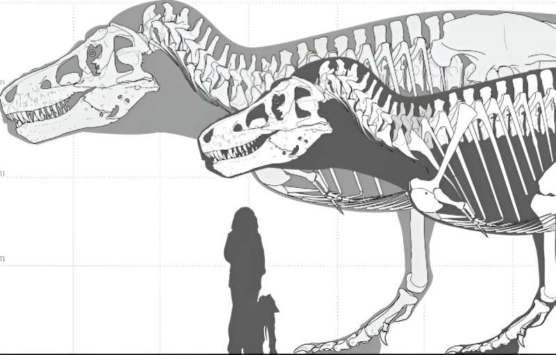 Scientists assess how large dinosaurs could really get