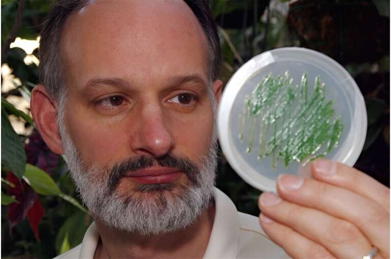 Scientists control daily biological clock of algae, advancing biomedicine